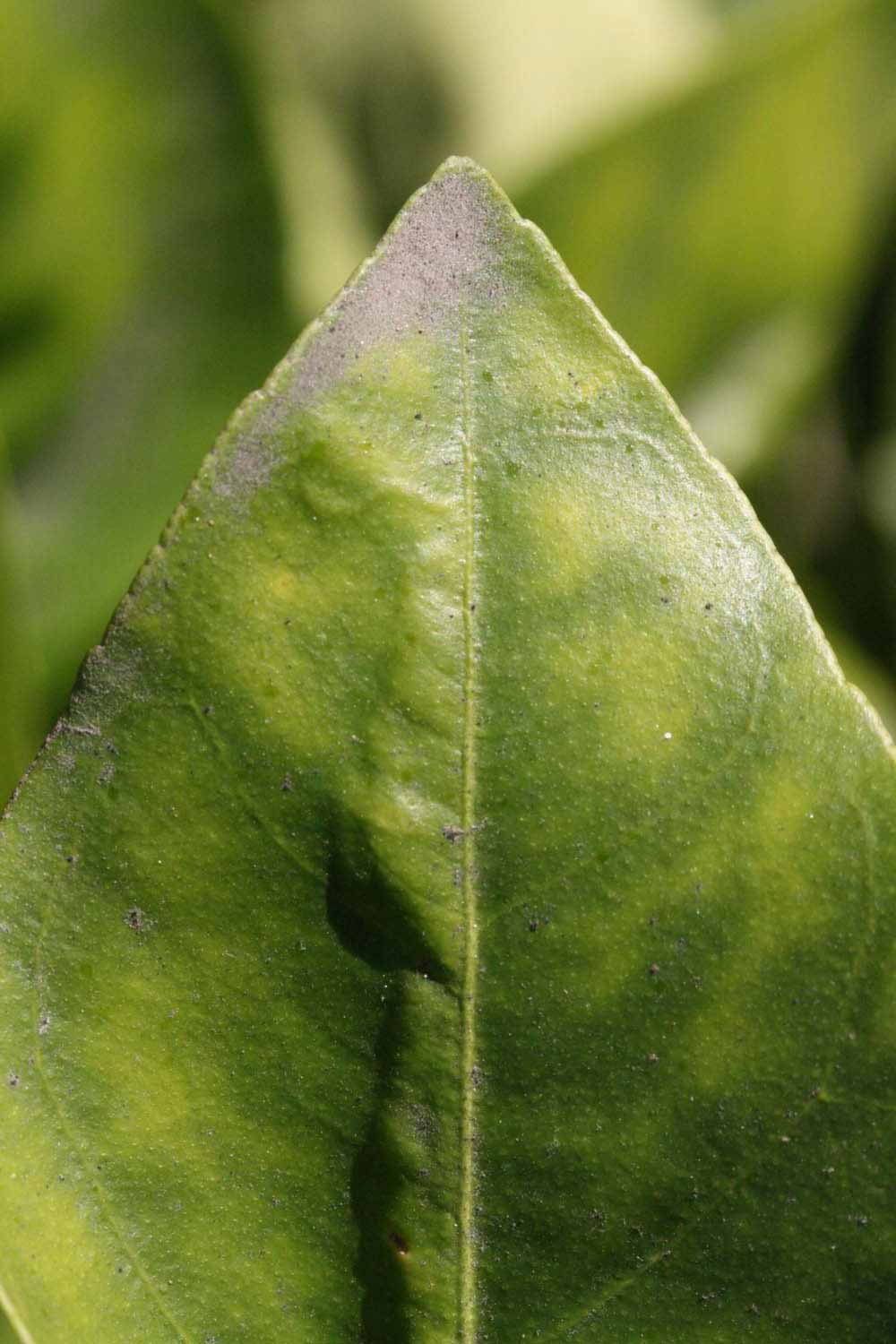            Margin (Bream Tarocco, Riverside, CA)   